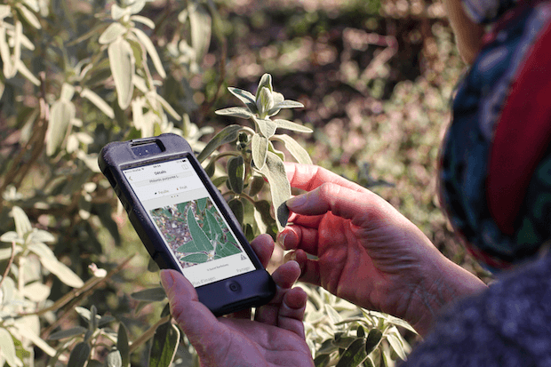 identificacion plantas con plantnet