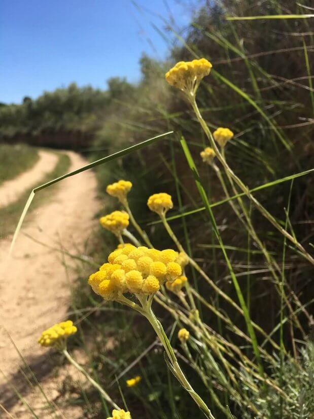 helicriso, siempreviva de monte, sol de oro, notasnaturales