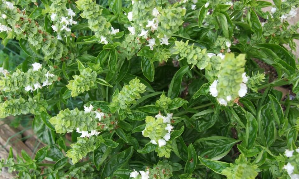 Imagen de una planta albahaca con flores