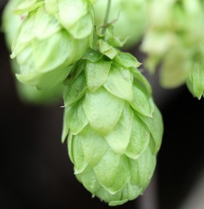 Propiedades cerveza artesana. Detalle inflorescencia lúpulo