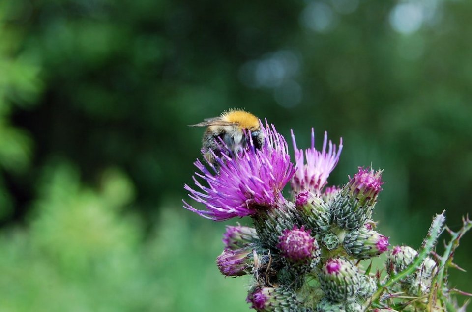 abejorro sobre una flor de cardo en el campo