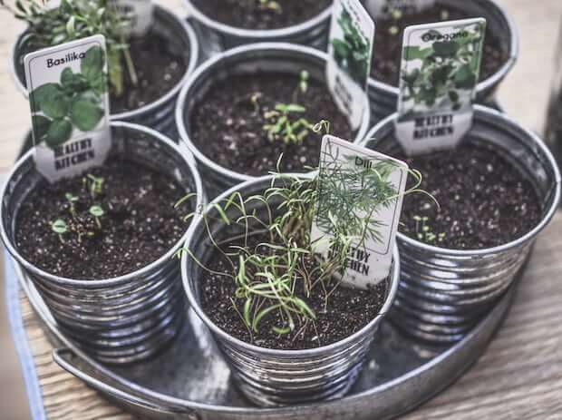 macetas con plantas aromaticas como la albahaca