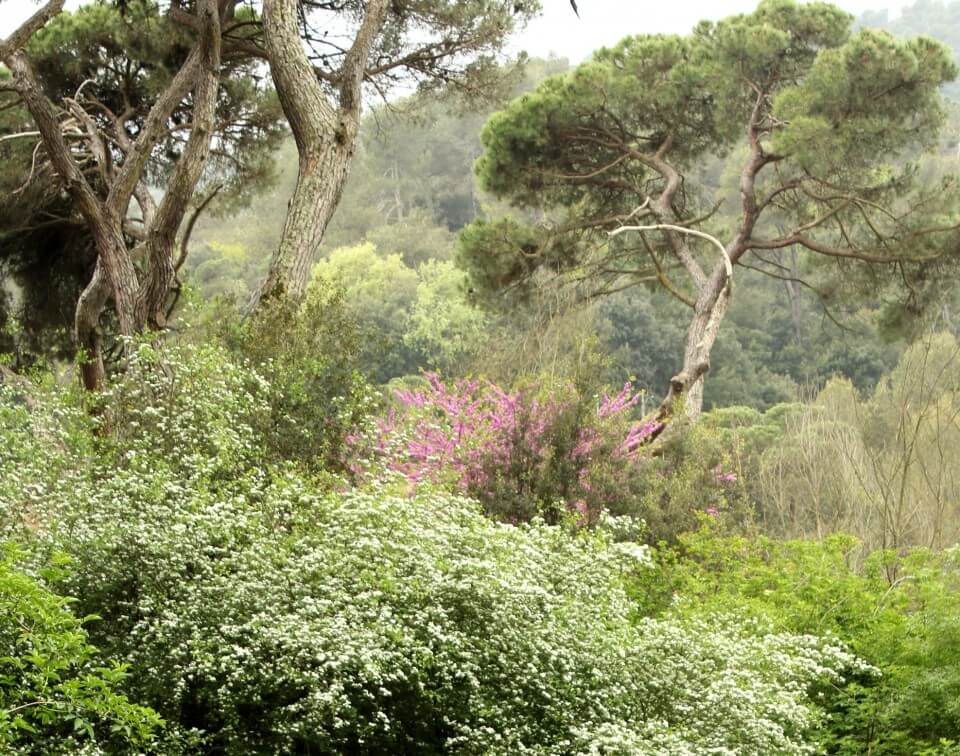 Aplicacion movil para identificar arboles, Collserola, notas naturales