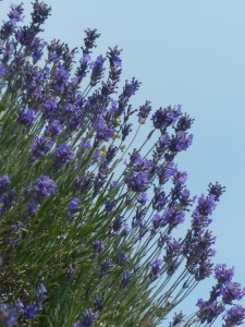 aceites esenciales indispensables. Imagen lflores lavanda