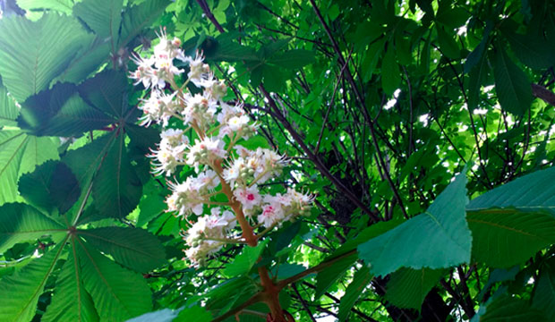 flor y hojas de aesculus hippocastanum para insuficiencia venosa, @notasnaturales 