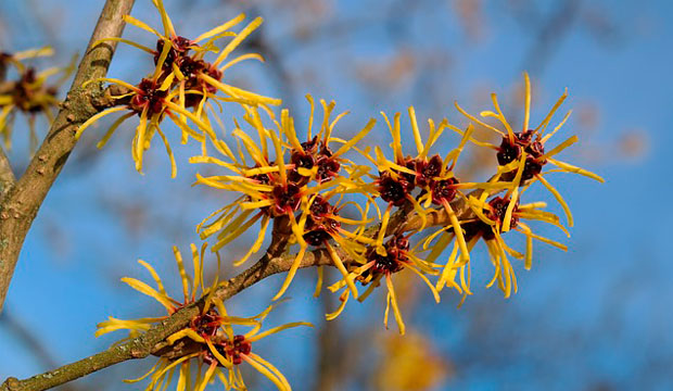 inflorescencia hamamelis virginiana para insuficiencia venosa, @notasnaturales 