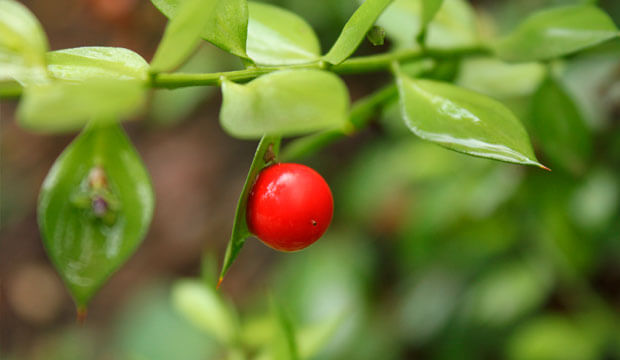 fruto y hojas de ruscus aculeatus para insuficiencia venosa, @notasnaturales 