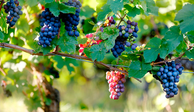 fruto y hojas de vitis vinifera para insuficiencia venosa, @notasnaturales 