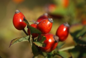 Aceites vegetales para la piel, escaramujo, rosal silvestre, notas naturales