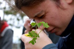 Inscripciones: Plantas comestibles y medicinales del Maresme @ Maresme (lugar a concretar) | Cataluña | España
