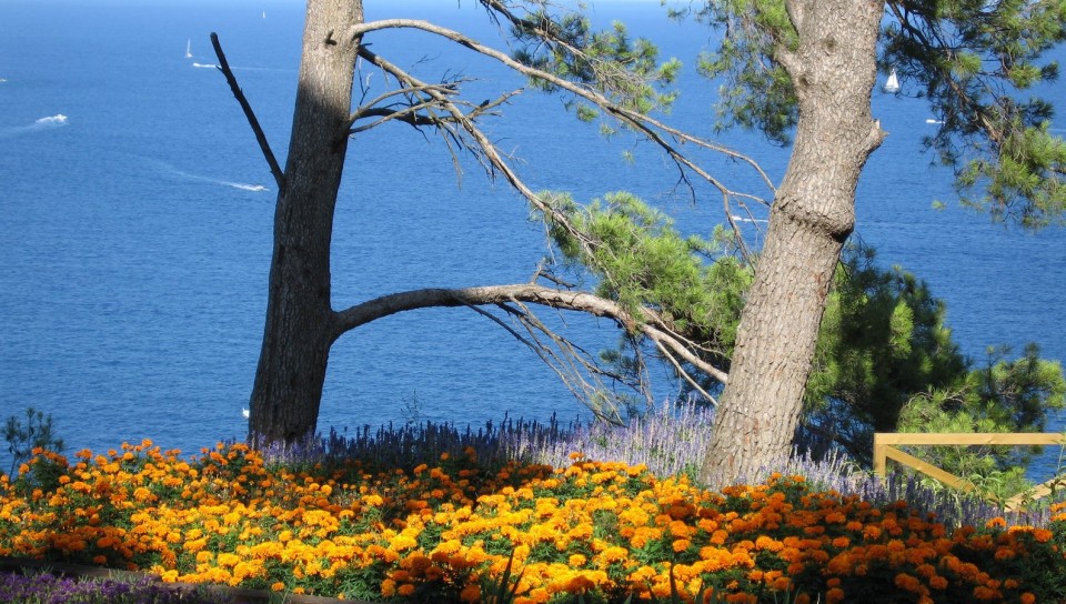 Jardines mediterraneos de Cap Roig, pino maritimo, flores, amarillo, mar, costa brava
