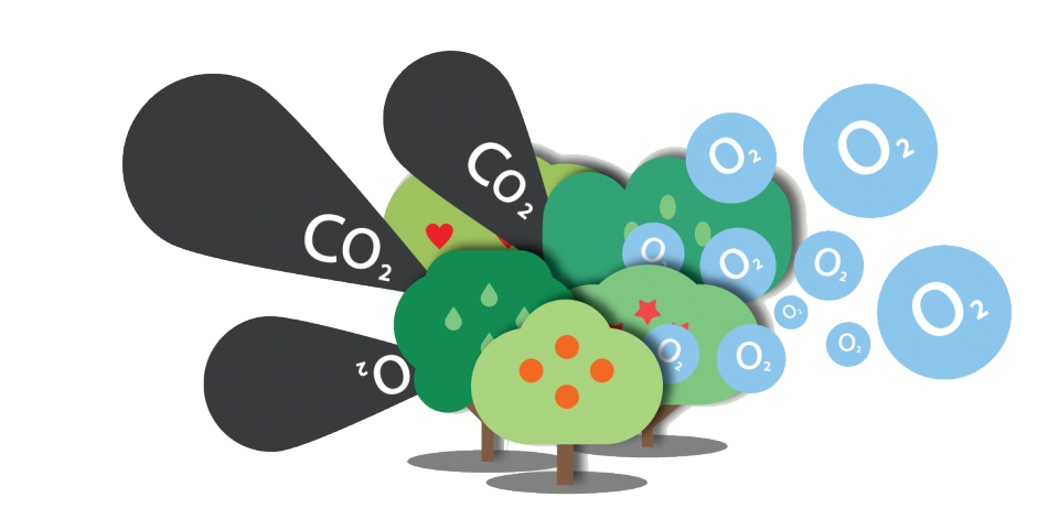 huella de carbono, notas naturales, árboles, co2, oxigeno