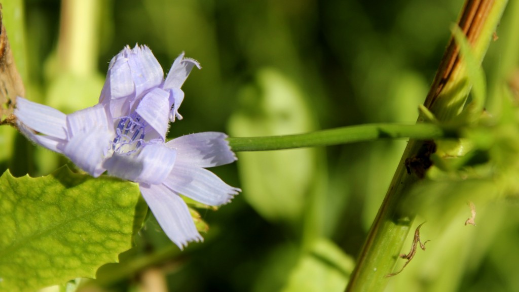 plantas silvestres otoño, achicoria, flor azul, notas naturales