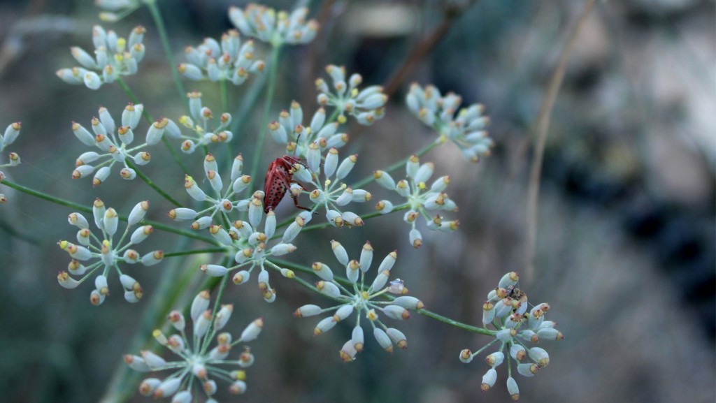 plantas silvestres otoño, hinojo, insecto rojo, planta, notas naturales