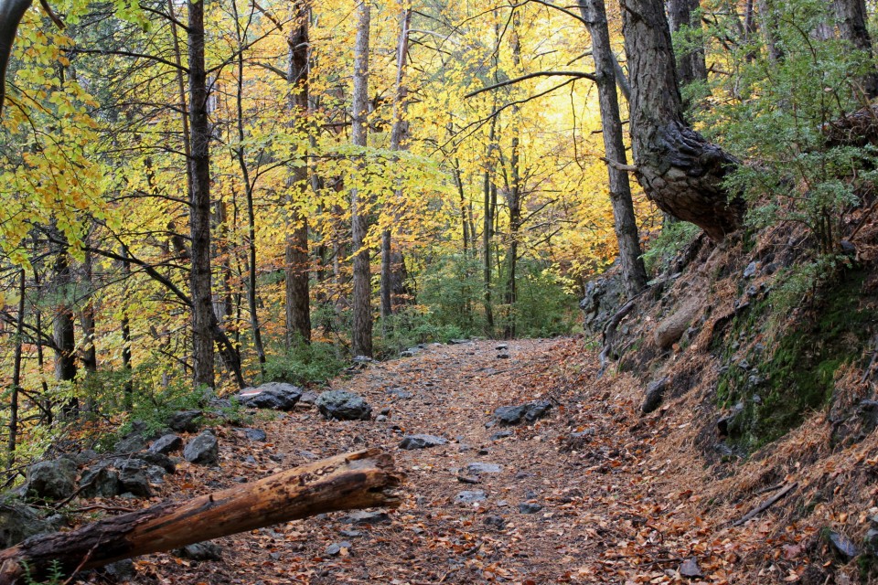 plantas silvestres otoño, pirineos, excursion, bosque, hojas secas, sendero, notas naturales