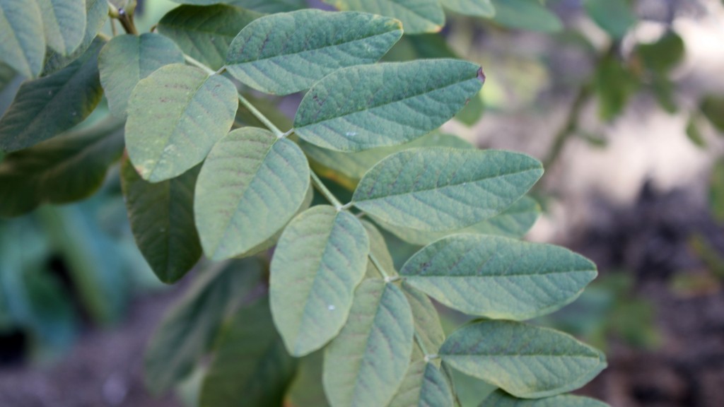 plantas silvestres otoño, regaliz, hojas, notas naturales