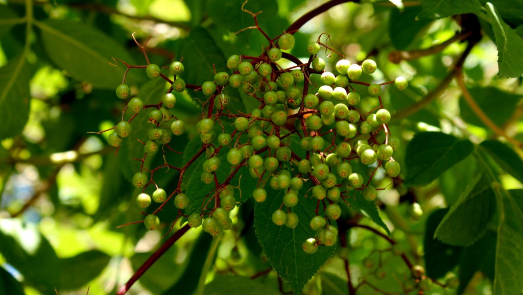 plantas silvestres otoño, sauco, frutas, bayas, notas naturales