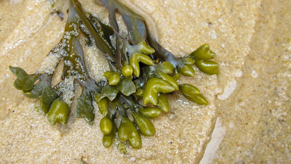 Cocinar con algas, apuntes, verduras de mar, notas naturales