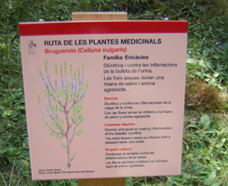 Ruta de las plantas medicinales al Parque del Cadí-Moixeró @ Centre del Parc | Bagà | Catalunya | España