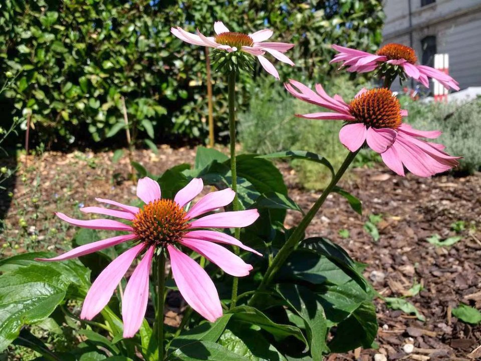 Planta de Echinacea purpurea en un jardín de Lugano, Suisa. Cómo reconocer la planta de equinacea purpurea. 