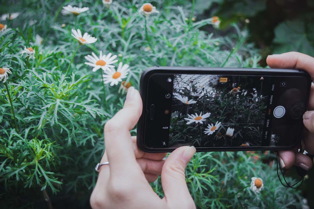 identificar plantas por fotos