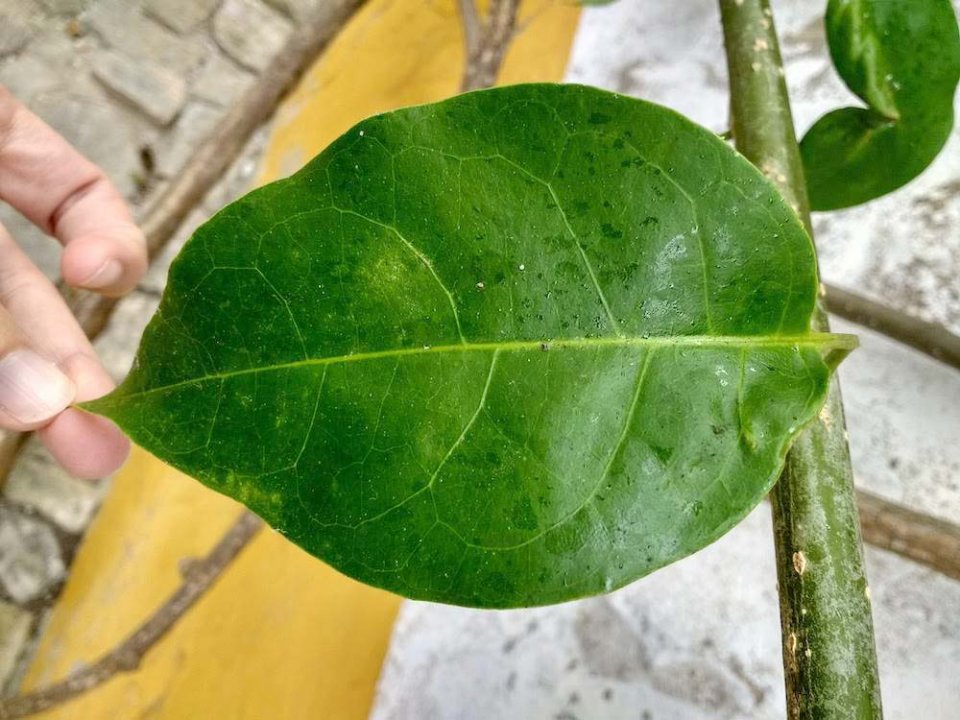 identificación de plantas por las hojas