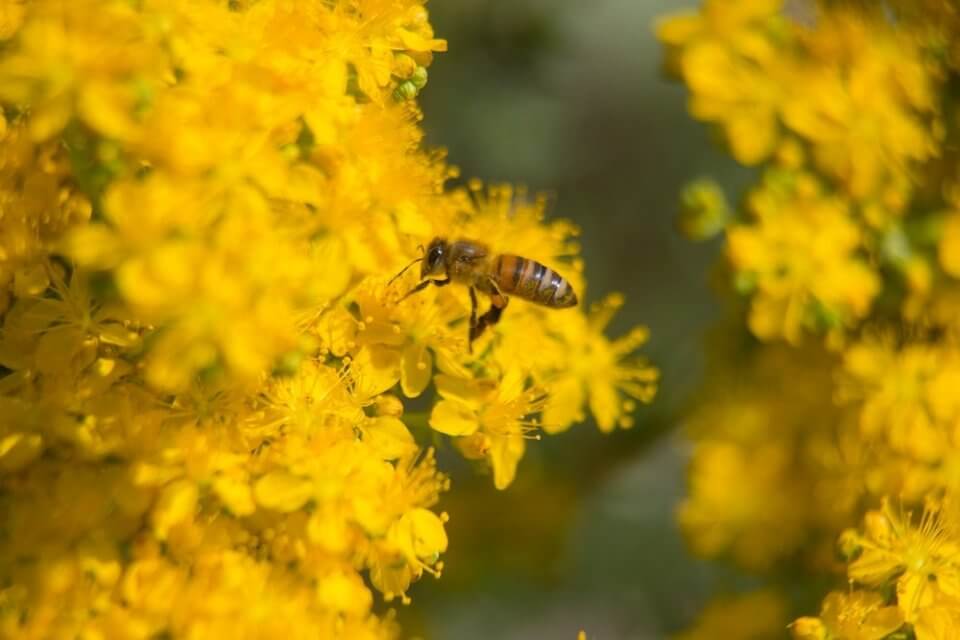 Una abeja sobre flores de hiperico, una planta contemplada en la web de plantas medicinales fitoterapia.net