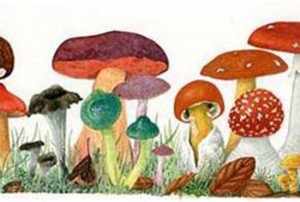 Inscripciones: taller de dibujo botánico @ Jardín Botánico de Barcelona | Barcelona | Catalunya | España