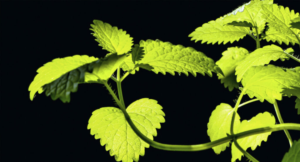 detalles del color y la forma de la planta de melisa o toronjil (Melissa officinalis)