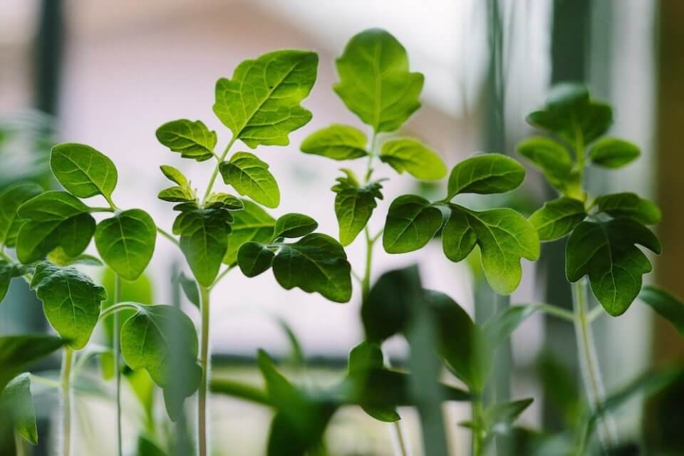 plantas medicinales que se pueden cultivar en casa