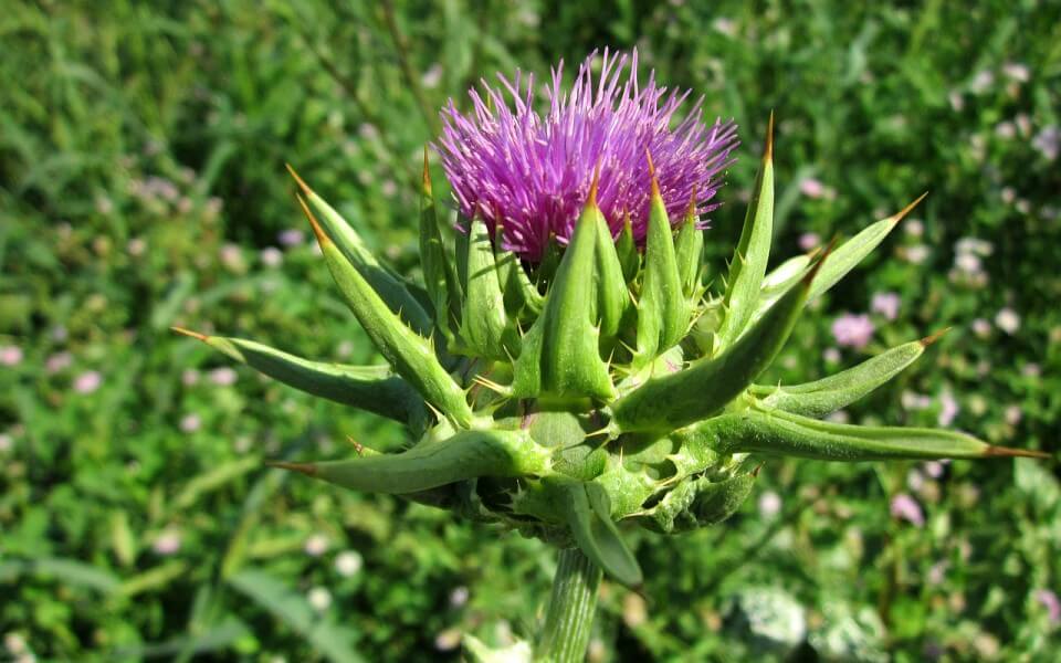 propiedades del cardo mariano, notas naturales, flor