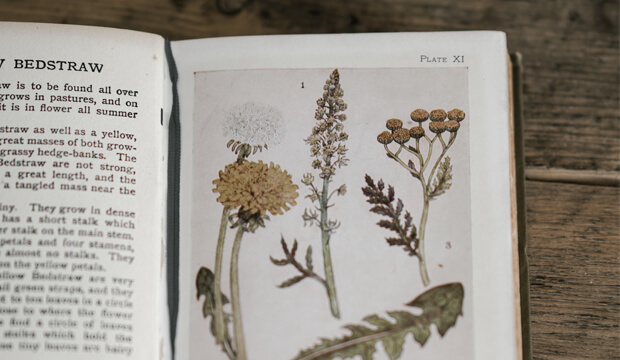 libro de plantas medicinales con imagenes