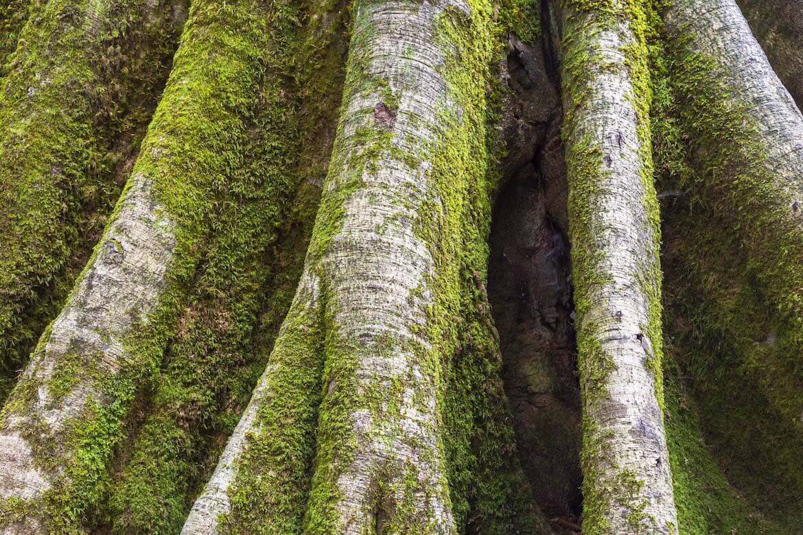 musgo en el tronco de un árbol como bioindicadores de calidad ambiental, notasnaturales