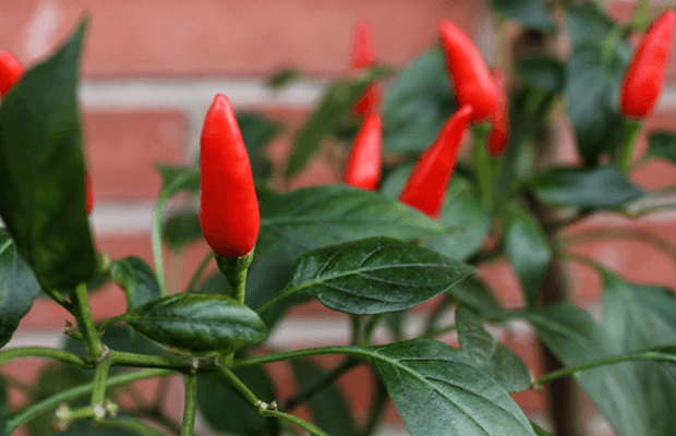 pimienta de cayena cultivo, notasnaturales