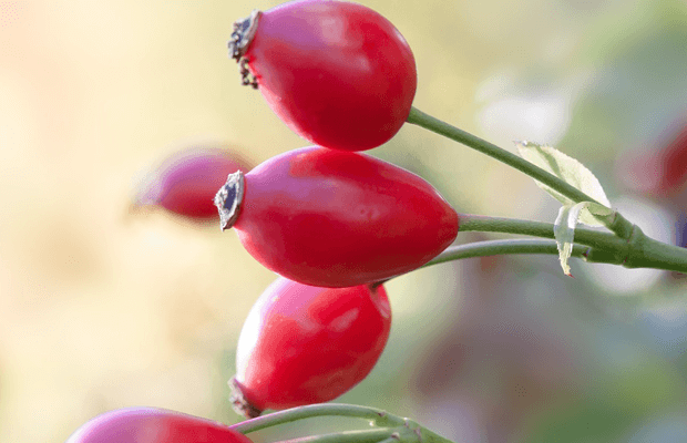 infusiones de hierbas