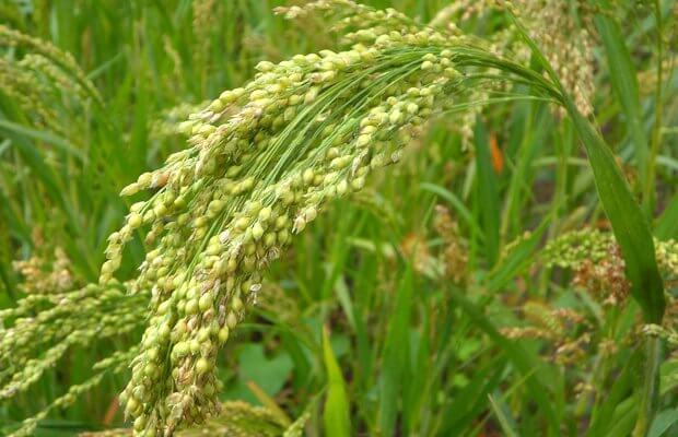 alternativas al arroz y la pasta, mijo, notasnaturales