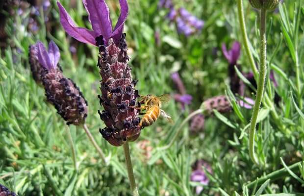 cantueso, lavandula stoechas abeja, notasnaturales