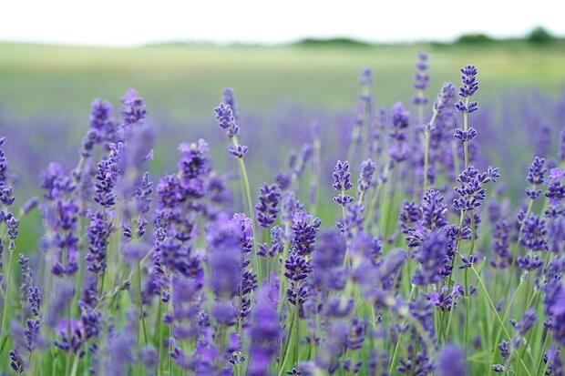 cantueso y lavanda diferencia