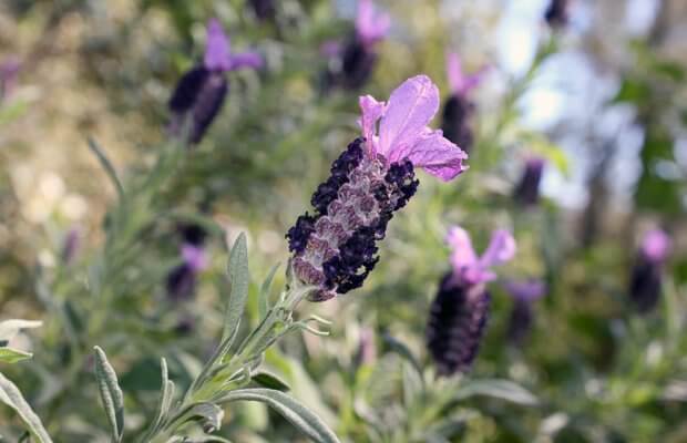 lavandula stoechas, notasnaturales