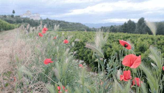 Ribera del ebro, flora