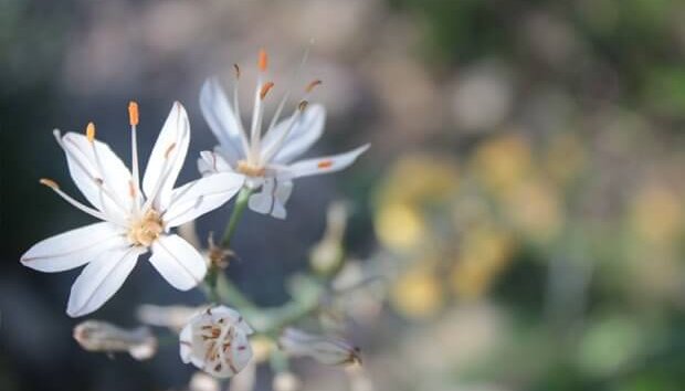 Ribera del ebro, flora