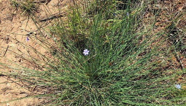 Ribera del ebro, flora