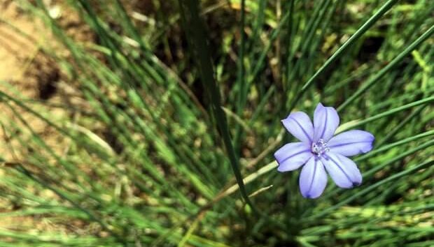 Ribera del ebro, flora