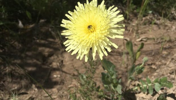 Ribera del ebro, flora