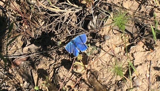 Ribera del ebro, flora