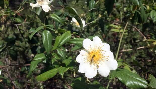 Ribera del ebro, flora