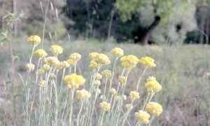helicriso, siempreviva de monte, notasnaturales