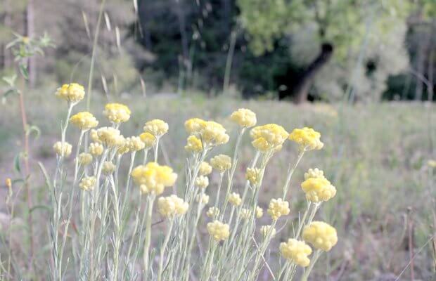 helicriso, siempreviva de monte, notasnaturales