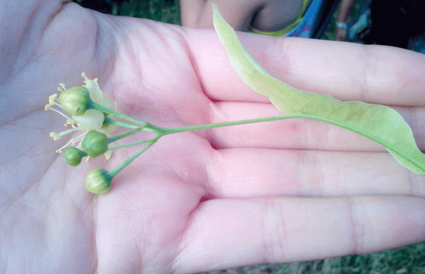 que es la fitoterapia, flores medicianales, notasnaturales