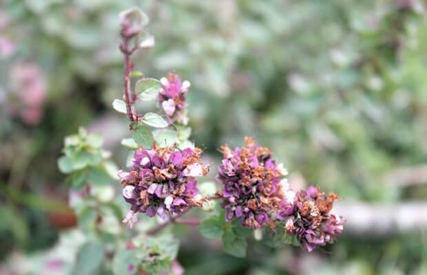 orégano, una de las plantas silvestres con propiedades medicinales según la fitoterapia, foto notasnaturales